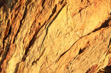 Sarı kuru tütün yaprakları, closeup fotoğraf