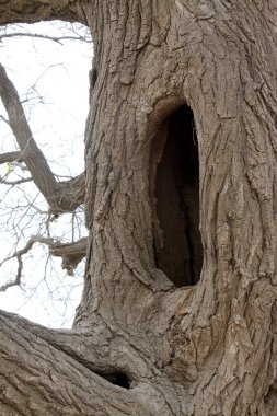 Yaşlı söğüt ağacı gövdesi, fotoğrafa yakın çekim.