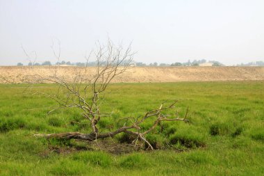 WuLanBuTong otlağındaki ölü ağaçlar, İç Moğolistan özerk bölgesi, Çin.