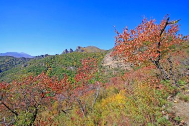 Doğal manzara, fotoğrafa yakın çekim.