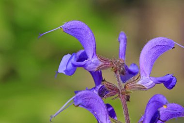 lythrum salicaria çiçekler tam Bloom