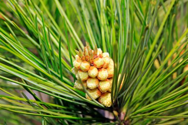 Çam ağacı çiçekleri, fotoğrafın yakın çekimi.
