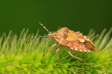 Kokuşmuş böcek doğadaki bitkinin üzerinde