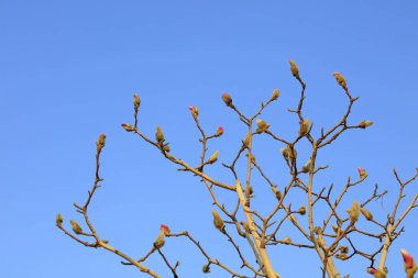 Tekerlek şekilli kül tablası, fotoğrafın yakın çekimi.
