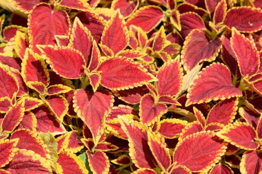Coleus Blumei bir gardda