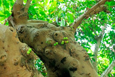 Ficus variegata var klorocarp, fotoğrafa yakın çekim.