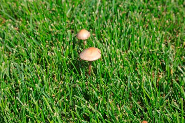 Kanundaki mantarlar, fotoğrafa yakın çekim.