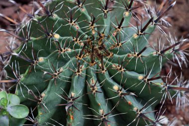 Botanik gardında kaktüs bitkileri