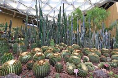 Botanik gardında kaktüs bitkileri