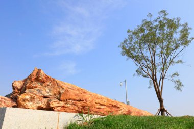 Dev ağaç fosilleri parktadır.