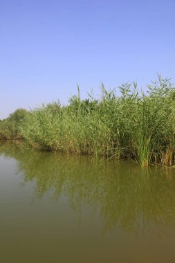 Göldeki sazlıklar