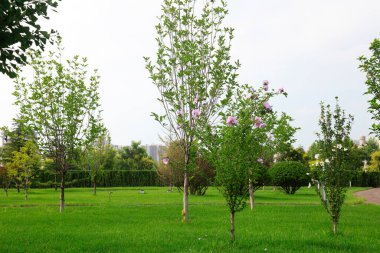 Botanik bahçesi, fotoğrafa yakın çekim.