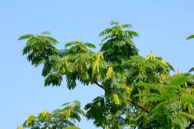 Gökyüzündeki albizzia ağacı