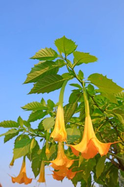 Büyük çiçek Mandala botanik gardında
