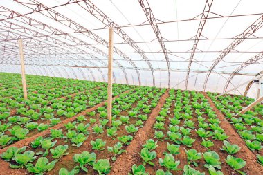 Serada sebzeler, fotoğrafa yakın çekim.