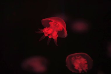 Akvaryumdaki denizanası