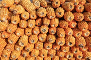 Kurumuş mısırlar, yakın plan fotoğraf.