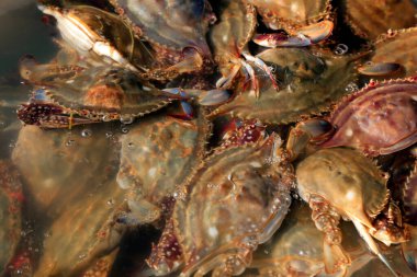 Yengeç yengeci yakın plan