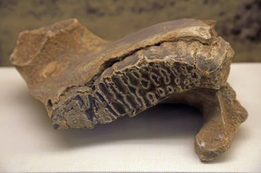 Hayvan dişi fosilleri, fotoğrafa yakın çekim.