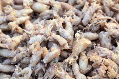 Pazarda kurutulmuş mürekkep balığı.