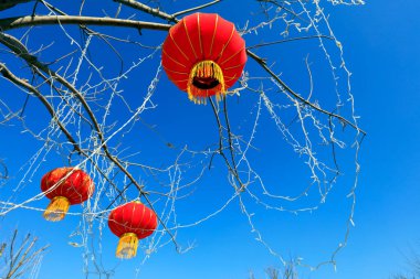 Mavi gökyüzündeki dallara asılı kırmızı fenerler