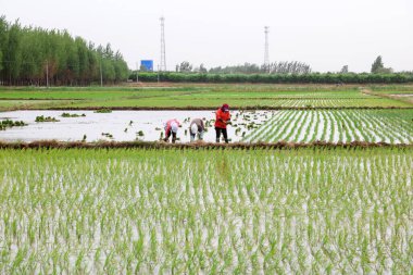 Çin 'de pirinç nakli.