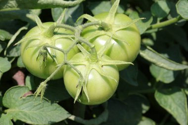 Serada yeşil domatesler