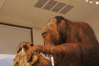 Müzede orangutan örnekleri var.