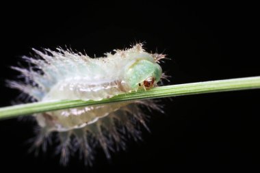 Doğal haldeki tırtıllar.