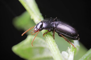 Doğadaki Kolaoptera Karabidae Böcekleri