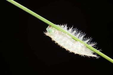 Doğal haldeki tırtıllar.