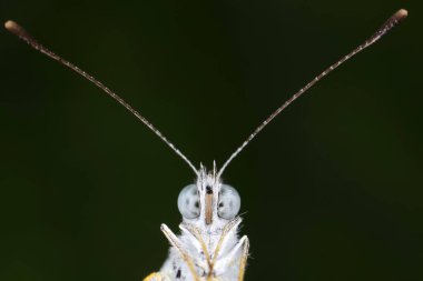 Sebze Kelebeği 'nin Başı' nın yakın çekimi.