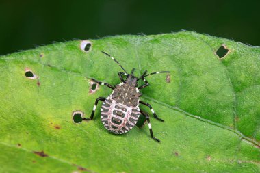 Kokuşmuş böcekler doğal haldeler.