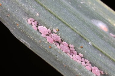 Yaprakların üzerinde yaprak bitleri