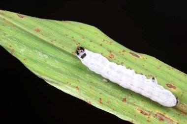 Beyaz ipek böceği vahşi doğada