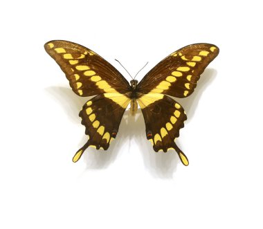 Beyaz arka planda güzel kelebekler