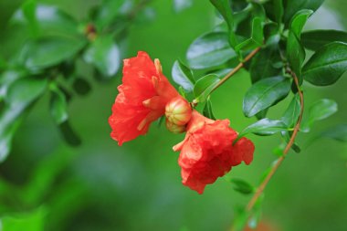 Parkta nar çiçekleri