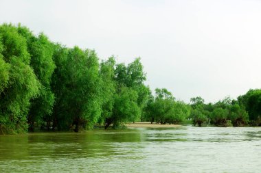 Sel bürüyen bir ağaç,