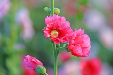 Parkta Hollyhock çiçekleri açıyor, Luannan County, Hebei Eyaleti, Chin