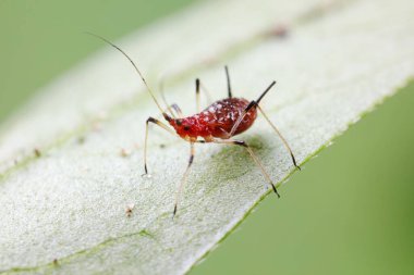 Doğada kırmızı yaprak bitleri