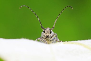 Yeşil yapraklı uzun mısır