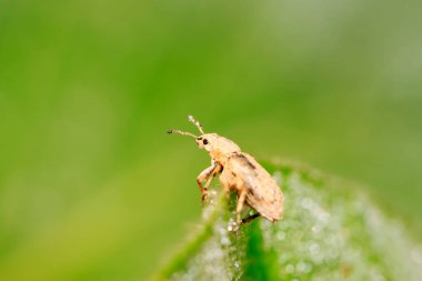 Yabani bitkilerdeki buğday biti