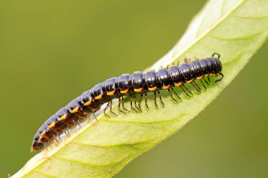 Vahşi doğadaki bitki üzerinde kaba bir diplopod.