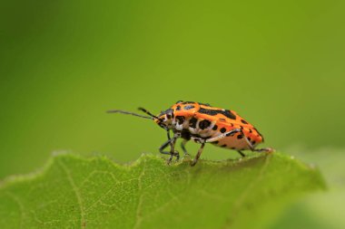 Kokuşmuş böcek doğadaki bitkinin üzerinde