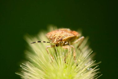 Kokuşmuş böcek doğadaki bitkinin üzerinde