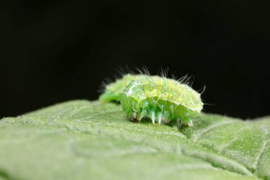 Doğal çevrede et böcekleri