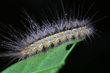 Tırtıl doğal ortamda.