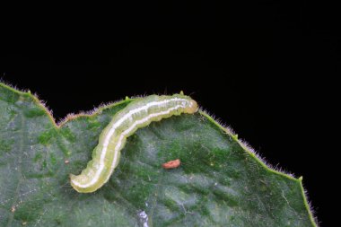 Doğal çevrede et böcekleri