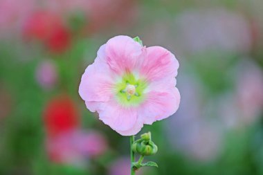 Parkta Hollyhock çiçekleri açıyor, Luannan County, Hebei Eyaleti, Chin