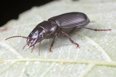Doğadaki Kolaoptera Karabidae Böcekleri